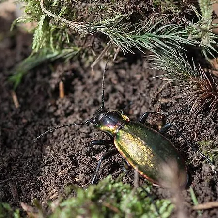 Affittacamere Bocchetto Sessera